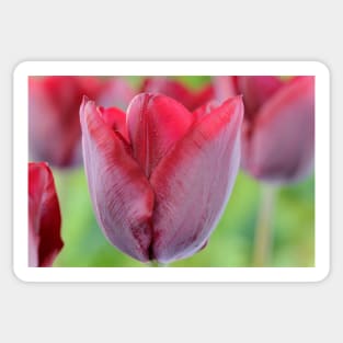 Tulipa  &#39;Ronaldo&#39;   Triumph Group Tulip Sticker